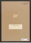 Rhaphoneis subtilissima Pant. (de-Toni-Nr.: Genus 78, Species 2834) Zeichnungen Sammlung Grunow Nr. 5792 (NHMW-BOT-W0374197)